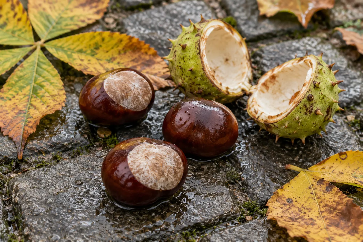 Marrons d’Inde luisants et coques vertes épineuses ouvertes sur des pavés